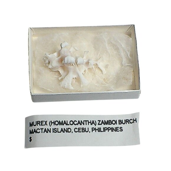 Rare Murex Zamboi Burch Coral Shell Specimen From Mactan Island Cebu GEM - Picture 5 of 5